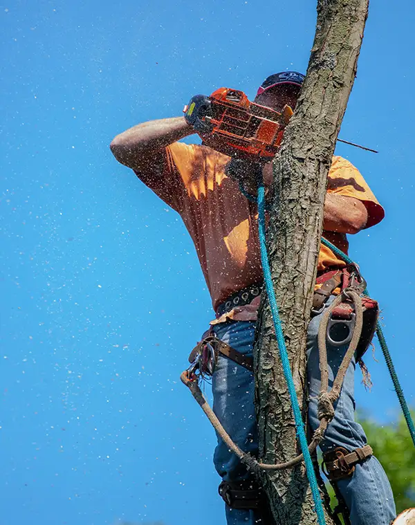 Abattage d'arbres par un professionnel à Nantes