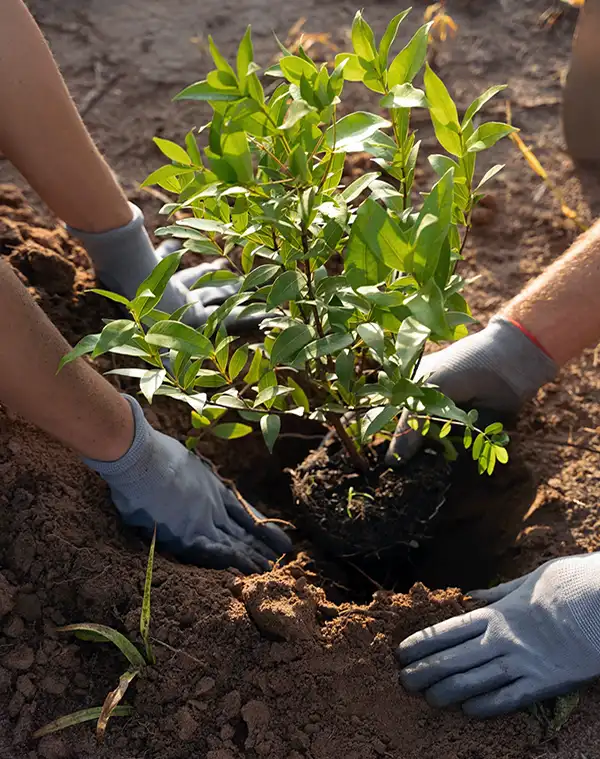 Aménagement de jardins à Nantes par un paysagiste