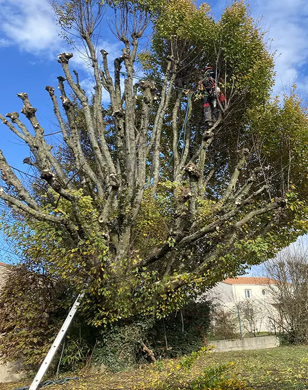 Elagage et abattage de vos arbres par un professionnel à Nantes