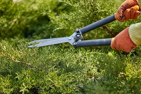 Faites élaguer et abattre vos arbres par un paysagiste à Nantes