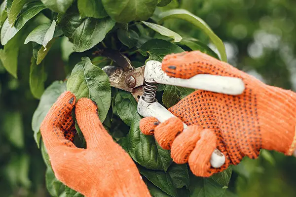 Confiez l'entretien de vos jardins à un paysagiste à Nantes