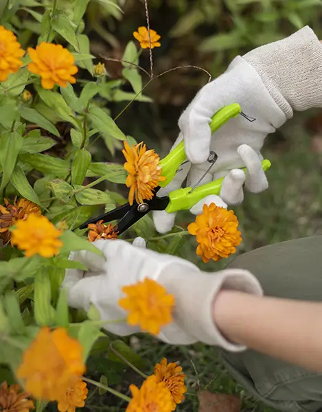 Entretien du jardin par un paysagiste des Sorinières